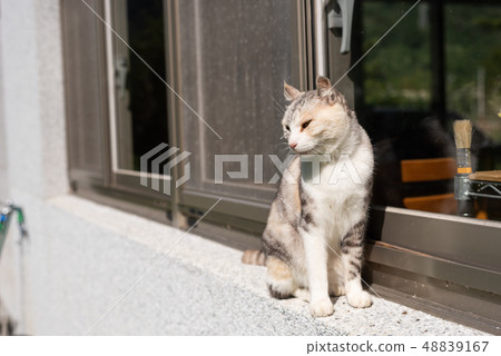 cat stand near the window cat stand near the window 48839167