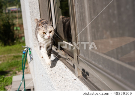 cat stand near the window cat stand near the window 48839169