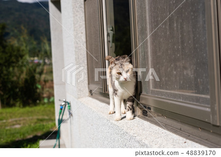 cat stand near the window cat stand near the window 48839170