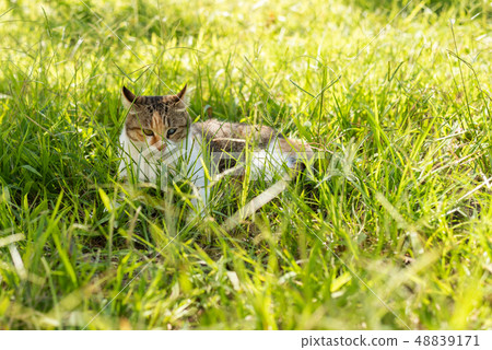 kitty on the grassland kitty on the grassland 48839171