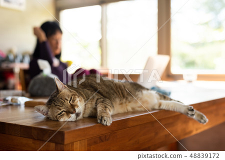 tabby cat sleep tabby cat sleep 48839172