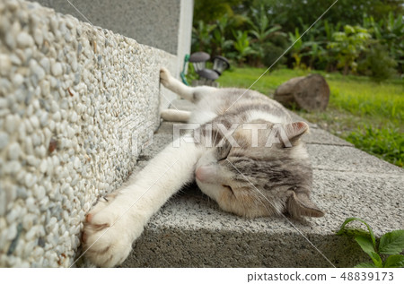 gray cat sleep gray cat sleep 48839173