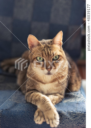 cat sit on the chair 48839177