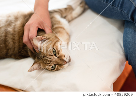 woman touch fat tabby cat on the bed woman touch fat tabby cat on the bed 48839209
