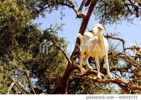 Tree climbing goat 48839335