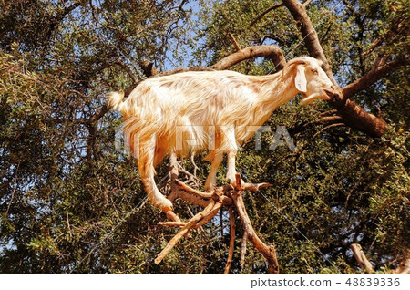 Tree climbing goat 48839336
