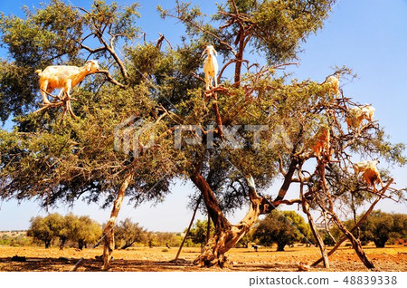 Tree climbing goat Tree climbing goat 48839338