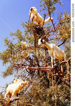 Tree climbing goat 48839340