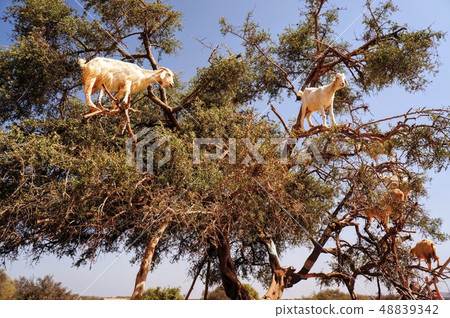 爬樹的山羊 爬樹的山羊 48839342