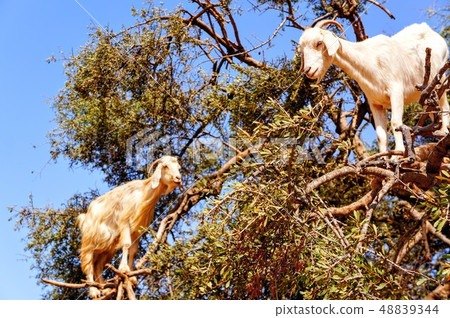 Tree climbing goat 48839344