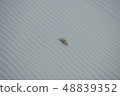 Crab of Socotra in Yemen 48839352