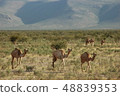 Camels on Socotra in Yemen 48839353