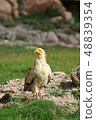 Egyptian vulture on Socotra island in Yemen 48839354