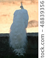 White peacock 48839356