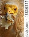 Egyptian vulture on Socotra island in Yemen 48839357