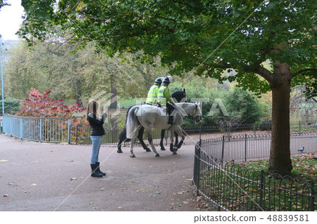 Horse  48839581