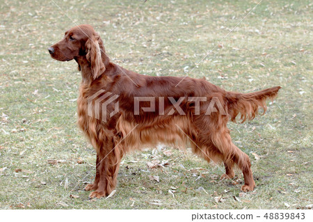 Portrait of Irish Red Setter in the public park. Portrait of Irish Red Setter in the public park. 48839843