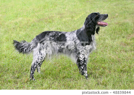 Typical large Munsterlander in the public park. Typical large Munsterlander in the public park. 48839844