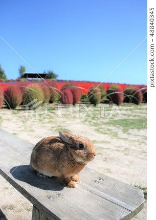 Rabbit  48840345
