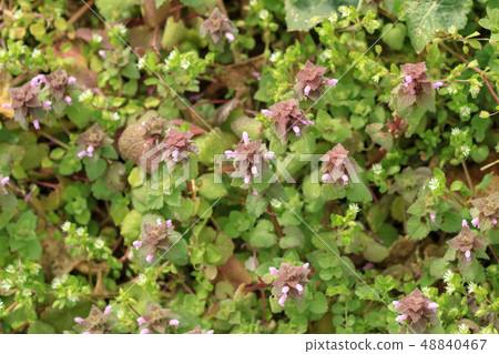 野草 野草 48840467