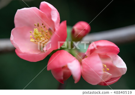 Bokeh _ 001 48840519