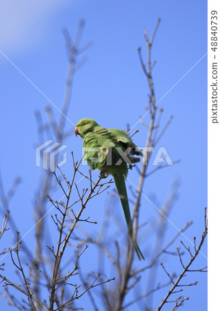 Wakakake Hon Seiinko 48840739