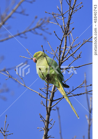 Wakakake Hon Seiinko 48840743