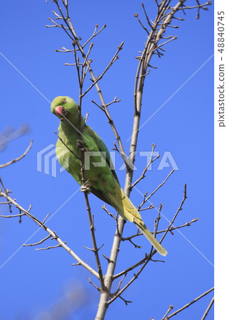 Wakakake Hon Seiinko 48840745