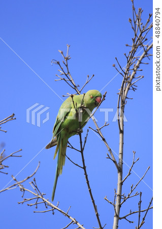 Wakakake Hon Seiinko 48840794