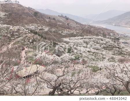 Plum Village Plum Village 48841042