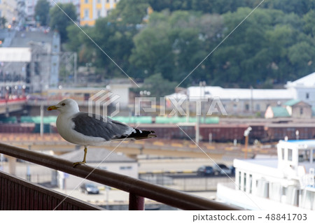 A beautiful seagull sits on the railways of the A beautiful seagull sits on the railways of the 48841703
