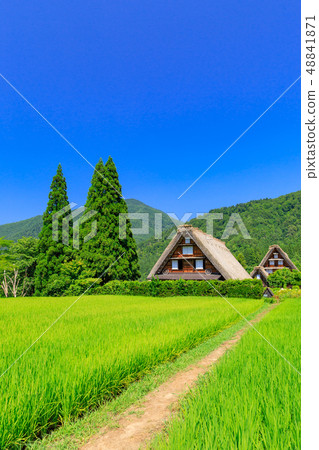 岐阜_白川鄉在仲夏_陽光明媚 岐阜_白川鄉在仲夏_陽光明媚 48841871