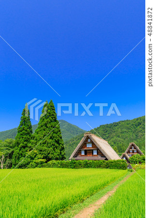 Gifu _ Shirakawago in Midsummer _ Sunny 48841872