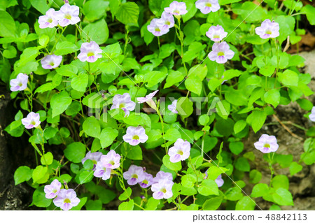 Bengal clock vine, Blue Trumpet, Blue Skyflower, Bengal clock vine, Blue Trumpet, Blue Skyflower, 48842113