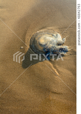 An amazing blue jellyfish carried out on the Black An amazing blue jellyfish carried out on the Black 48842763