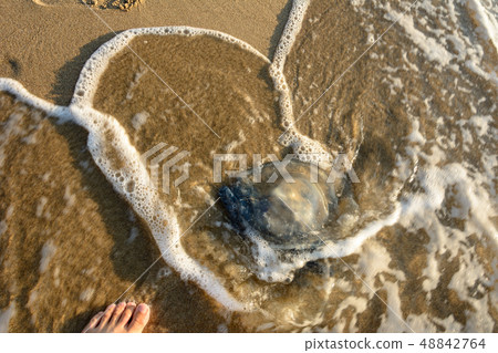 An amazing blue jellyfish carried out on the Black An amazing blue jellyfish carried out on the Black 48842764
