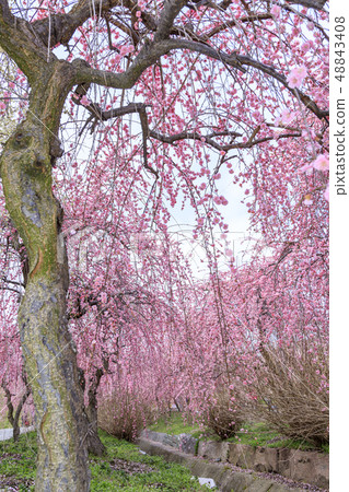 Inabe City Bairin Park in full bloom Inabe City Bairin Park in full bloom 48843408