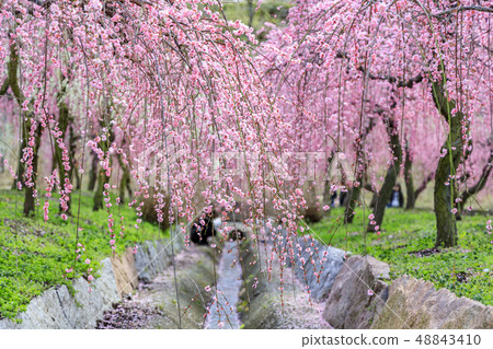Inabe City Bairin Park in full bloom 48843410