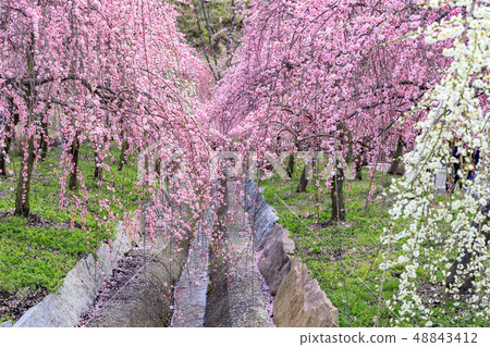 Inabe City Bairin Park in full bloom 48843412