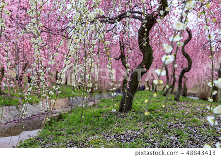 Inabe City Bairin Park in full bloom 48843413