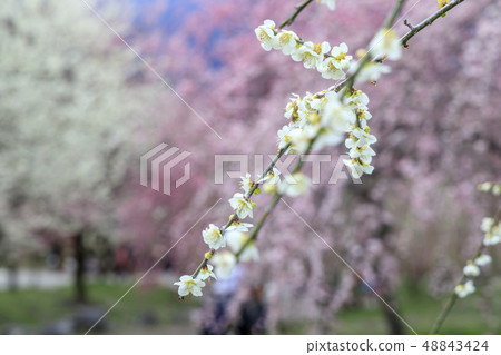Inabe City Bairin Park in full bloom Inabe City Bairin Park in full bloom 48843424