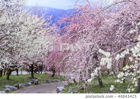 Inabe City Bairin Park in full bloom 48843425
