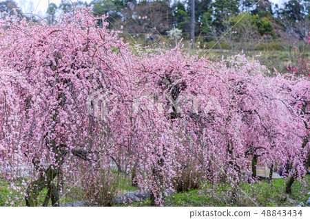 Inabe City Bairin Park in full bloom 48843434