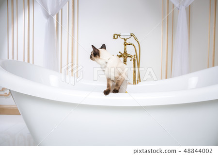 The theme is luxury and wealth. A cat without a tail of the Mekong Bobtail breed in a retro bathroom 48844002