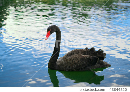 一隻黑鳥 一隻黑鳥 48844820