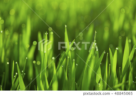 大麥幼葉 大麥幼葉 48845065