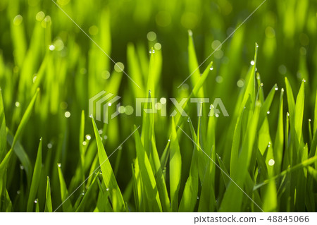 大麥幼葉 大麥幼葉 48845066