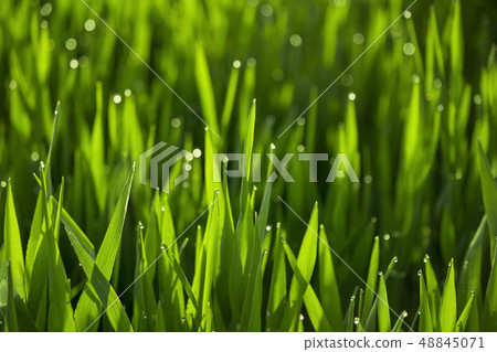 Barley young leaves 48845071