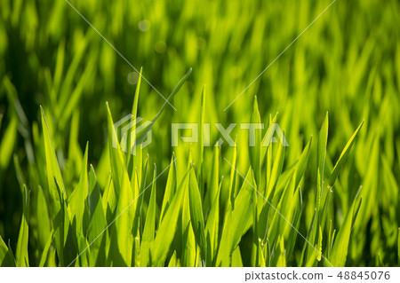 大麥幼葉 48845076