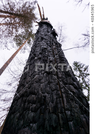 tree burned by lightning tree burned by lightning 48845965
